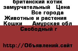 британский котик замурчательный › Цена ­ 12 000 - Все города Животные и растения » Кошки   . Амурская обл.,Свободный г.